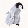 ペンギン_72dpi.jpg